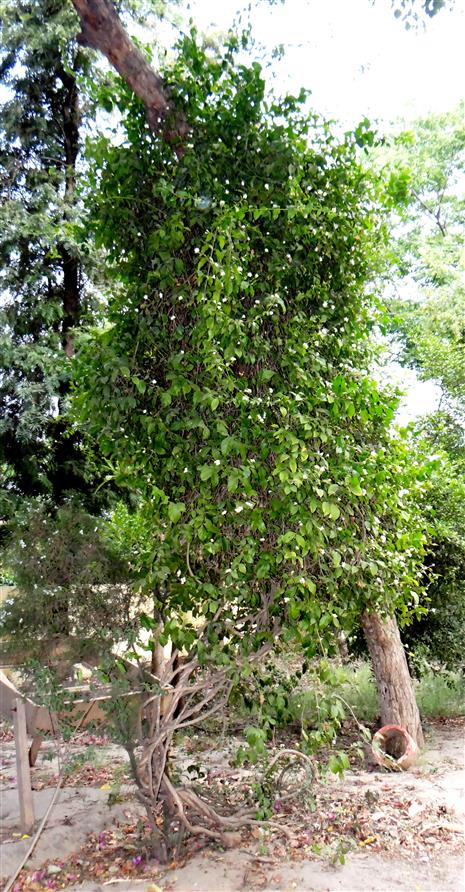 Jasminum arborescens